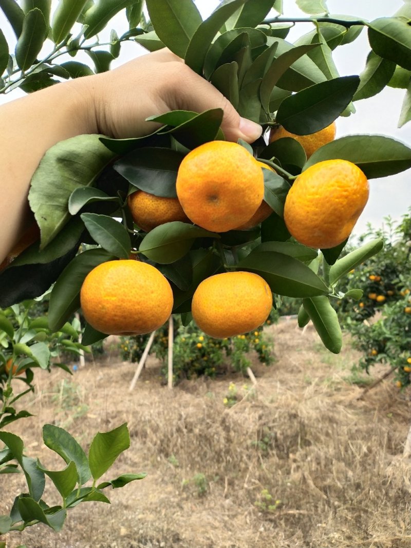 武鸣沙糖橘
