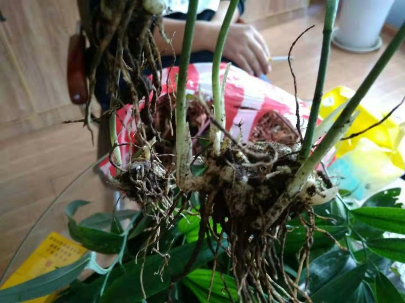 黄精籽育苗