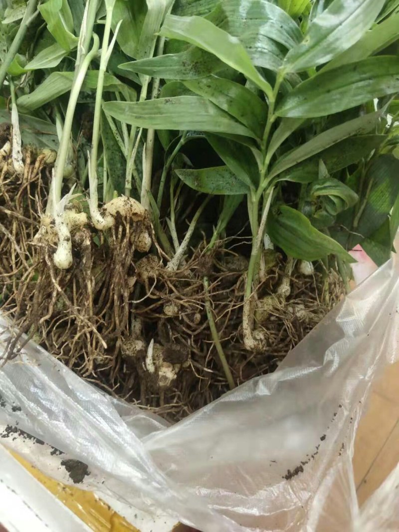 黄精籽育苗
