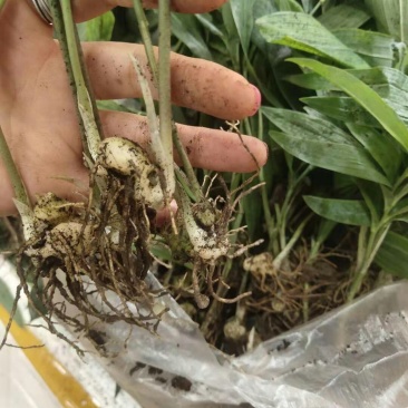 黄精籽育苗