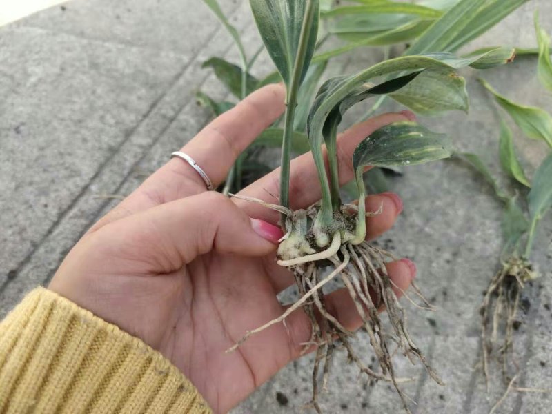 黄精籽育苗