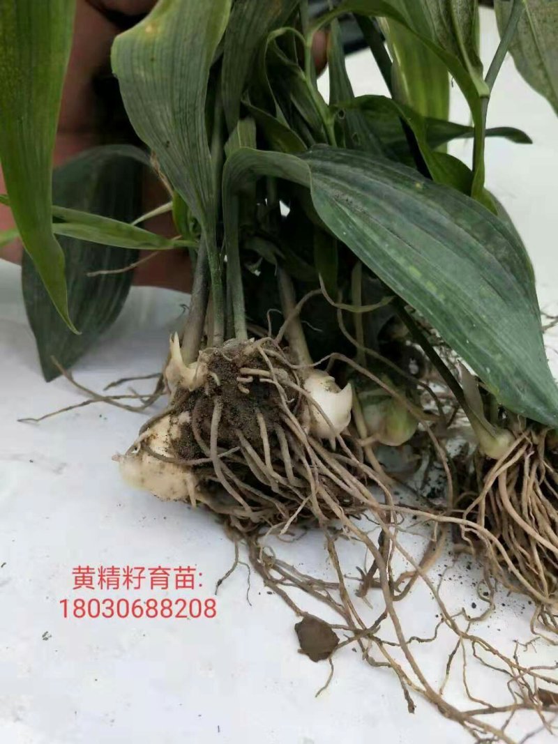黄精籽育苗