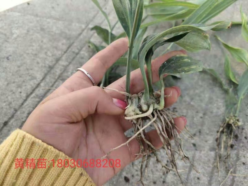 黄精籽育苗