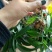黄精籽育苗