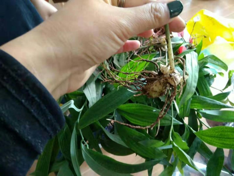 黄精籽育苗
