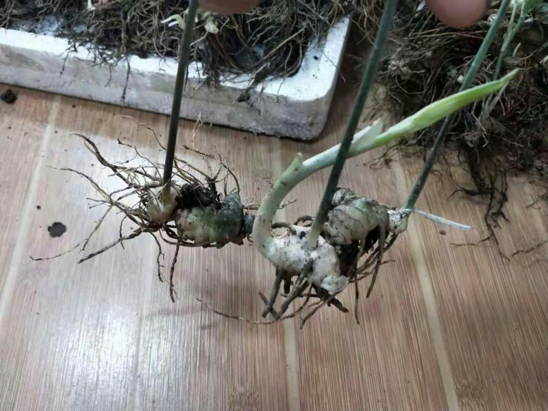 黄精籽育苗