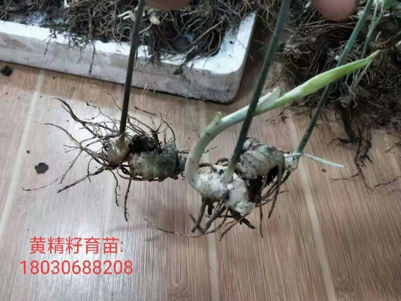 黄精籽育苗