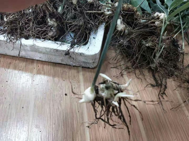 黄精籽育苗