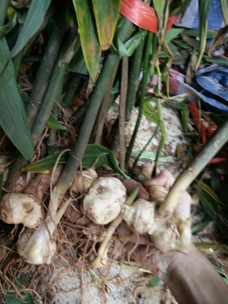 黄精籽育苗