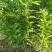 突尼斯软籽石榴苗