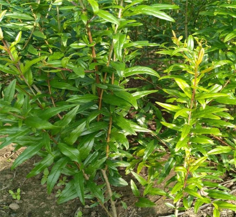 突尼斯软籽石榴苗