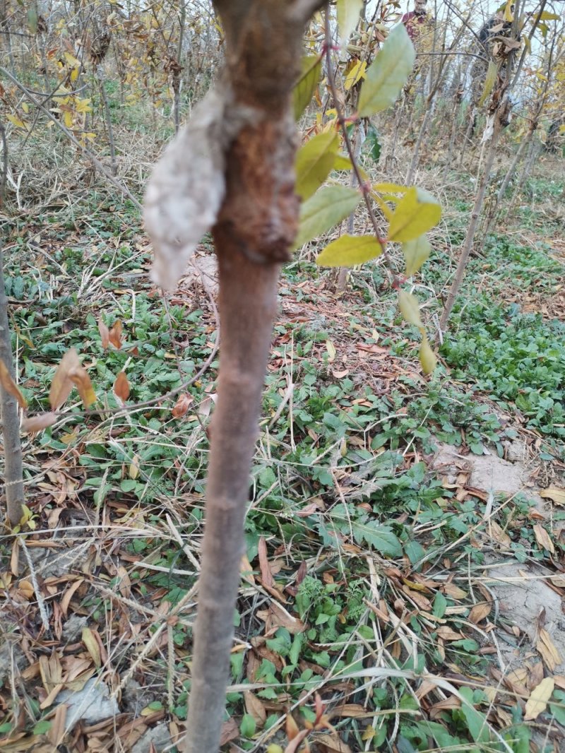 突尼斯软籽石榴苗