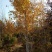 白桦树