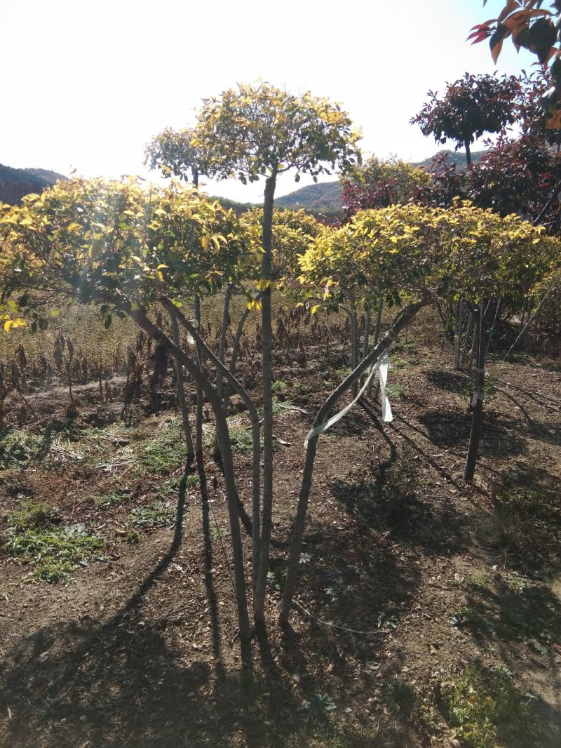 金叶榆球，金叶榆造型，播种金叶榆，金叶榆树，地接金叶榆