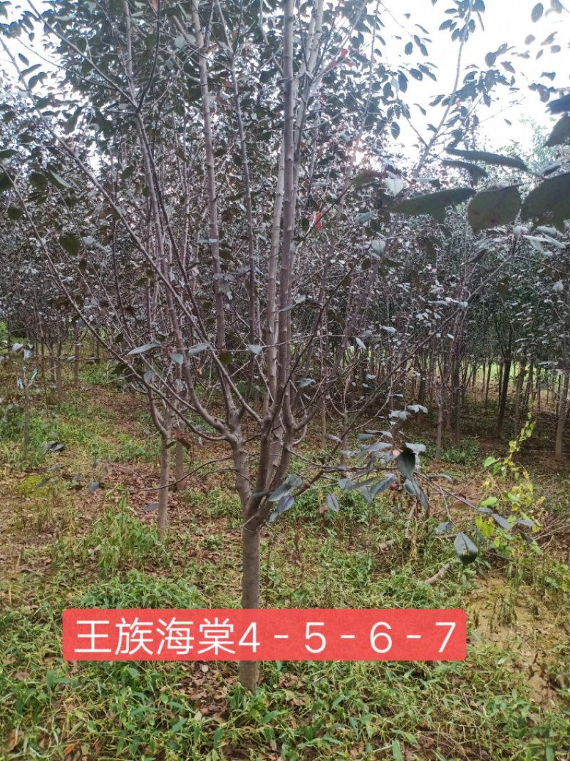 王族海棠精品王族海棠绿化苗木