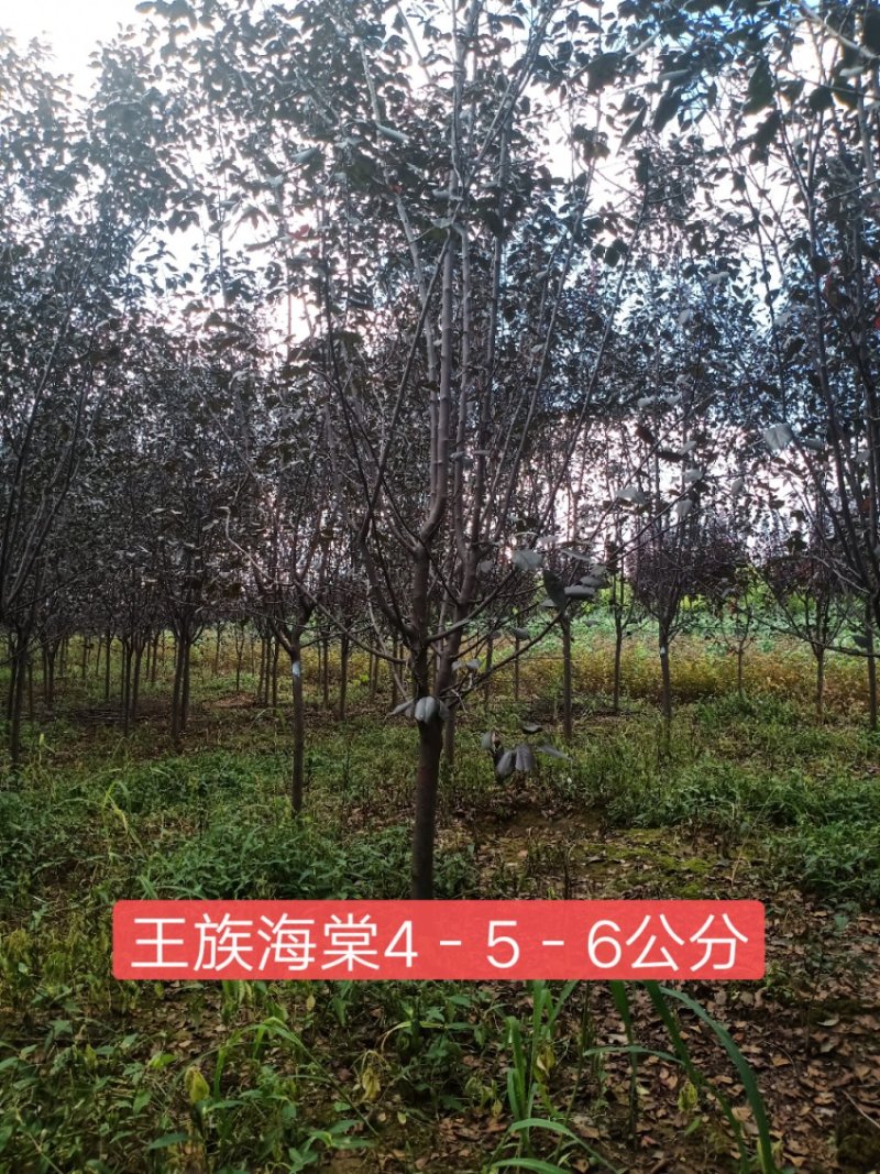 王族海棠精品王族海棠绿化苗木