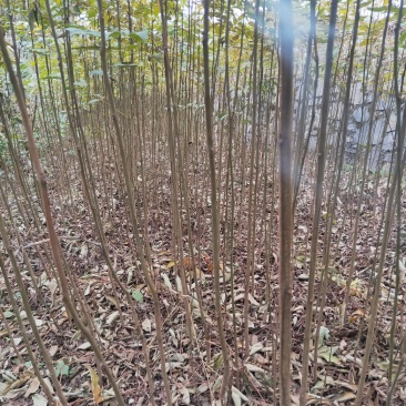 栾树高30公分，50公分，80公分，1米有货