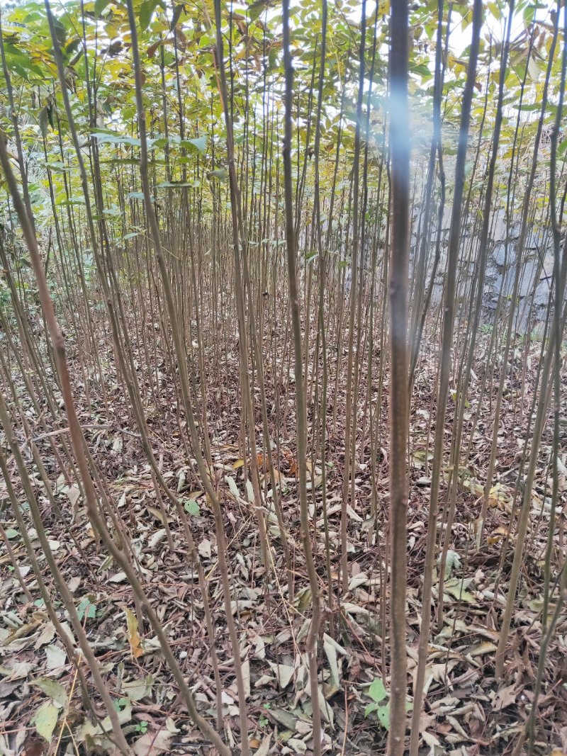栾树高30公分，50公分，80公分，1米有货