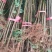 栾树高30公分，50公分，80公分，1米有货