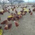 林下散养土鸡