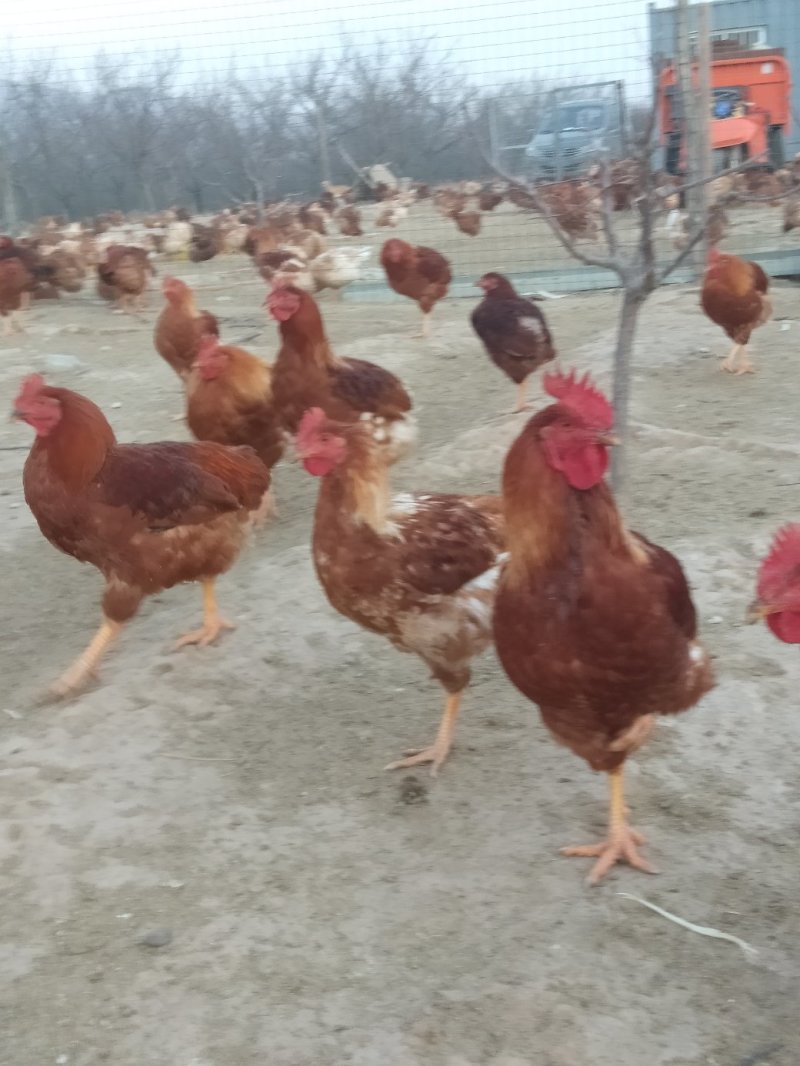 林下散养土鸡