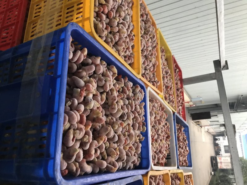 龙虾尾