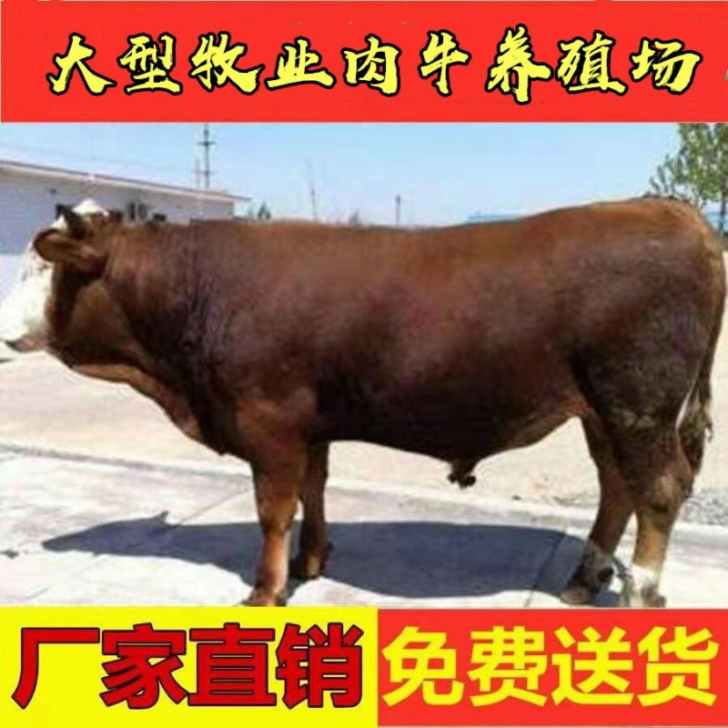 渤海黑牛优良品种品质保障提供技术包运输