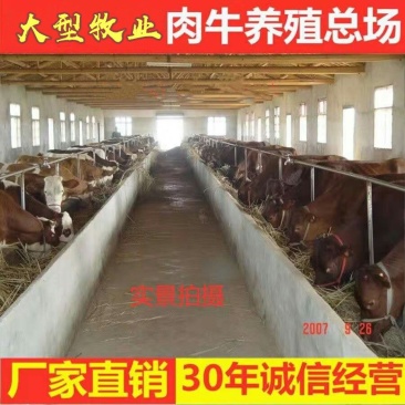 渤海黑牛优良品种品质保障提供技术包运输
