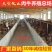 渤海黑牛优良品种品质保障提供技术包运输