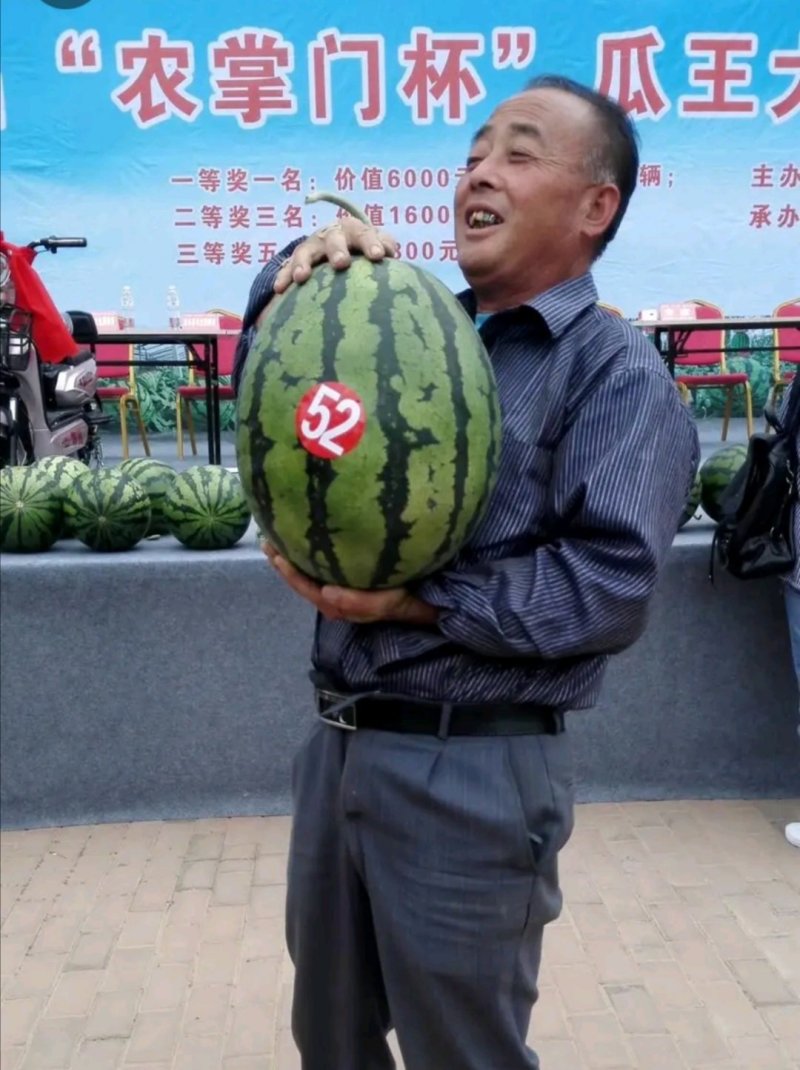 安生甜王西瓜种子农掌门一号西瓜种子皮薄大红瓤坚韧耐贮耐运