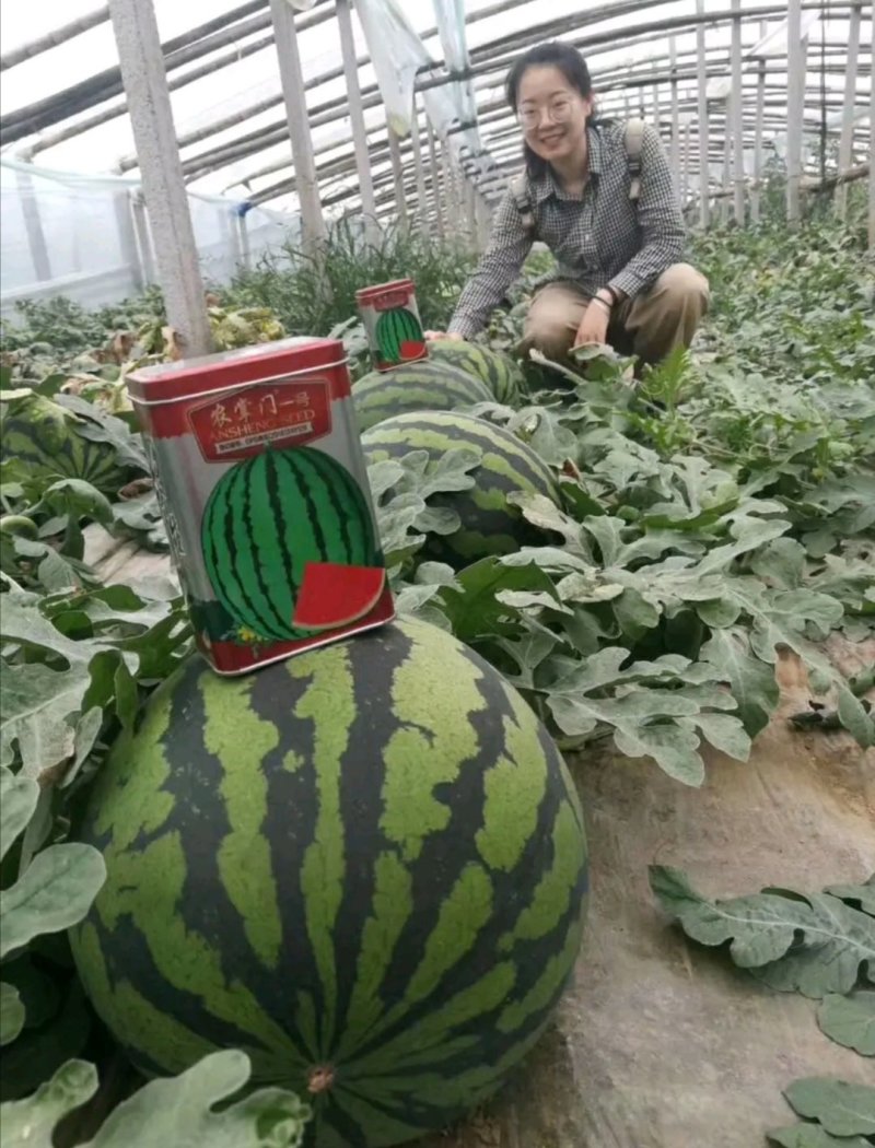 安生甜王西瓜种子农掌门一号西瓜种子皮薄大红瓤坚韧耐贮耐运