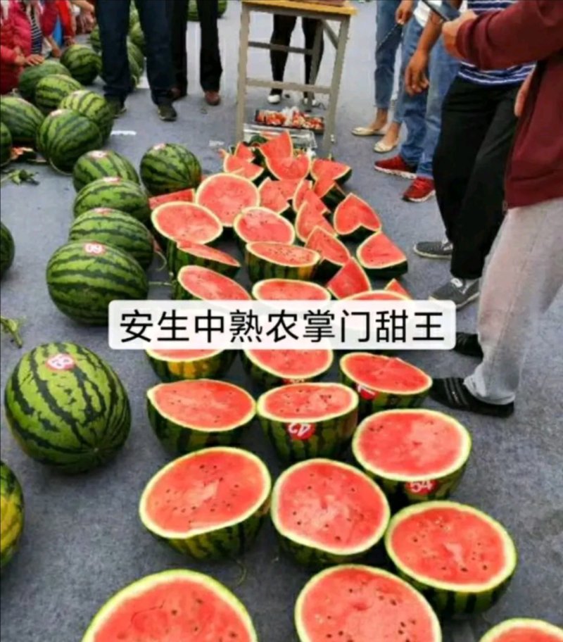 安生甜王西瓜种子农掌门一号西瓜种子皮薄大红瓤坚韧耐贮耐运