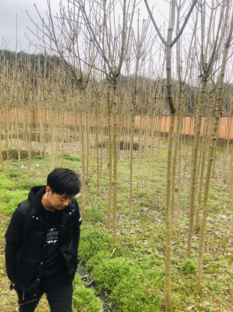 苗木，七叶树落叶乔木可做行道树。，，，，，