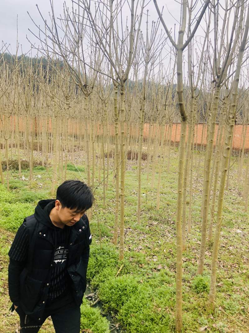 苗木，七叶树落叶乔木可做行道树。，，，，，