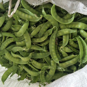 横县荷兰豆豌豆荷兰豆