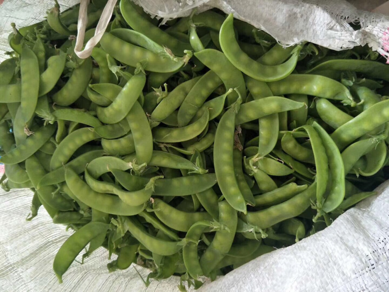 横县荷兰豆豌豆荷兰豆
