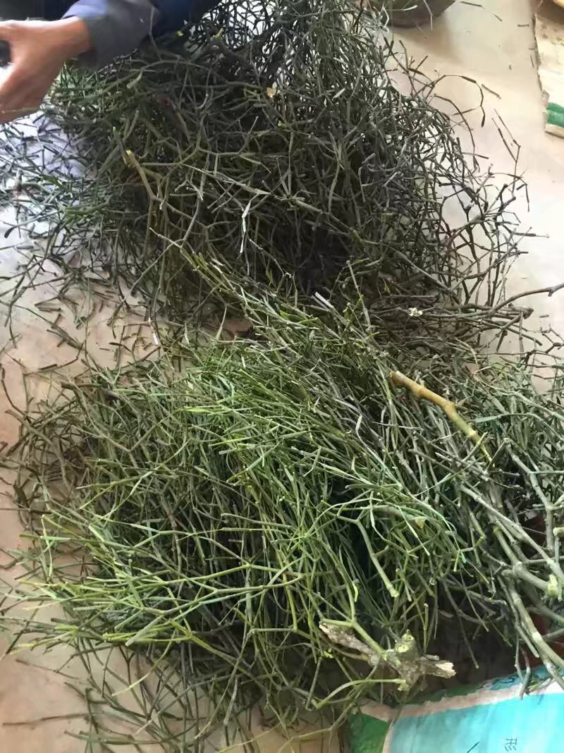 寄生，螃蟹脚干货包邮，品质货，一分钱一分货