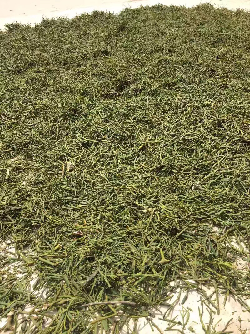寄生，螃蟹脚干货包邮，品质货，一分钱一分货