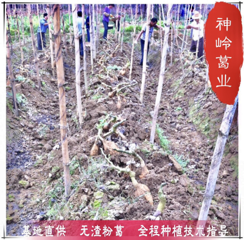 葛根种苗二代苗粉质更高更无渣大量供应