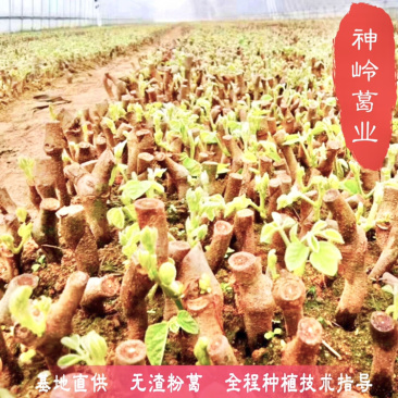 葛根种苗二代苗粉质更高更无渣大量供应