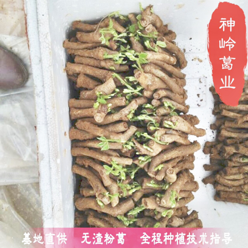 粉葛藤县无渣粉葛苗发芽苗成活率百分90上春种冬收基地代办