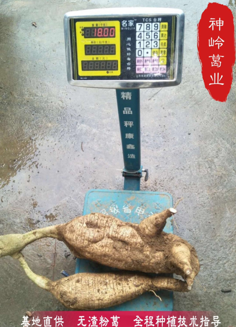粉葛藤县无渣粉葛苗发芽苗成活率百分90上春种冬收基地代办