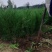 优质侧柏13×15杯侧柏50-100cm高规格齐全！