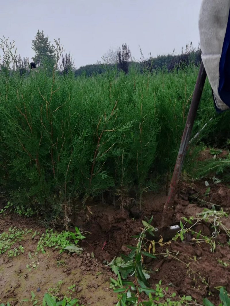 优质侧柏13×15杯侧柏50-100cm高规格齐全！
