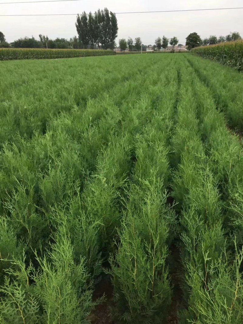 优质侧柏13×15杯侧柏50-100cm高规格齐全！