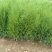 优质侧柏13×15杯侧柏50-100cm高规格齐全！