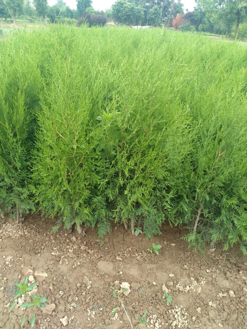优质侧柏13×15杯侧柏50-100cm高规格齐全！