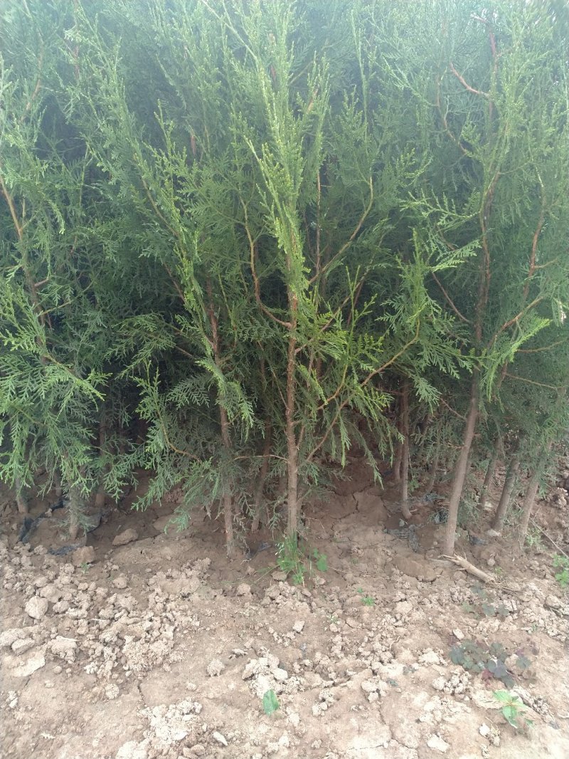 优质侧柏13×15杯侧柏50-100cm高规格齐全！