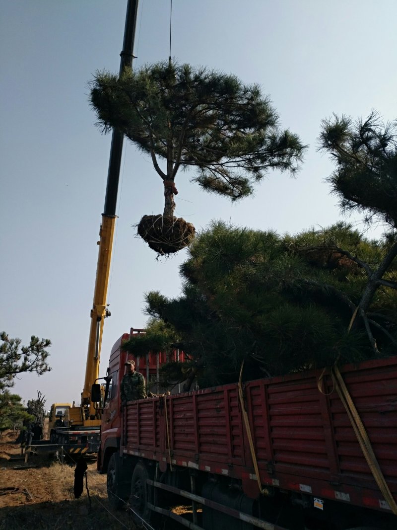 各种规格造型松