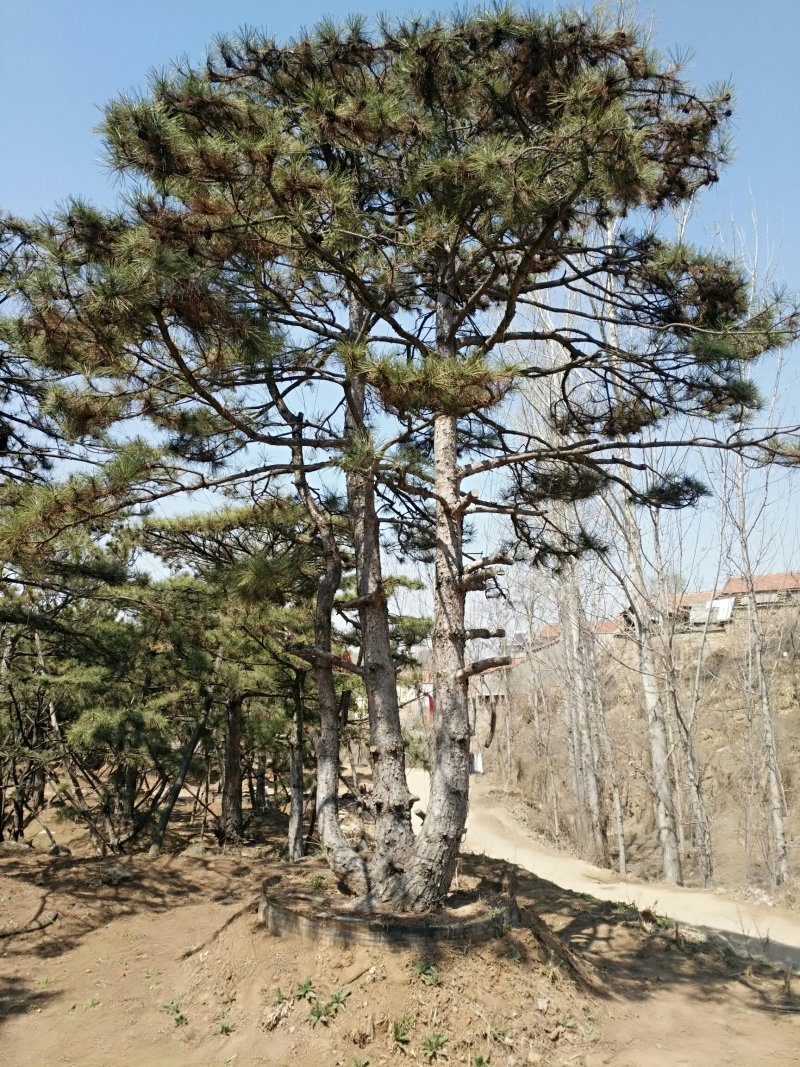 各种规格造型松